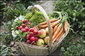 panier-bio.jpg