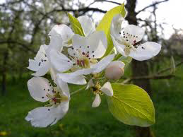 pommier.jpg